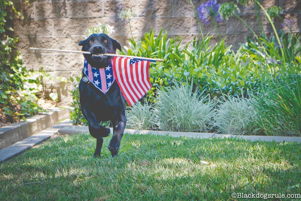 dog with American flag
